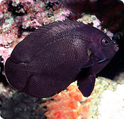 Black Nox Angelfish (Centropyge nox)