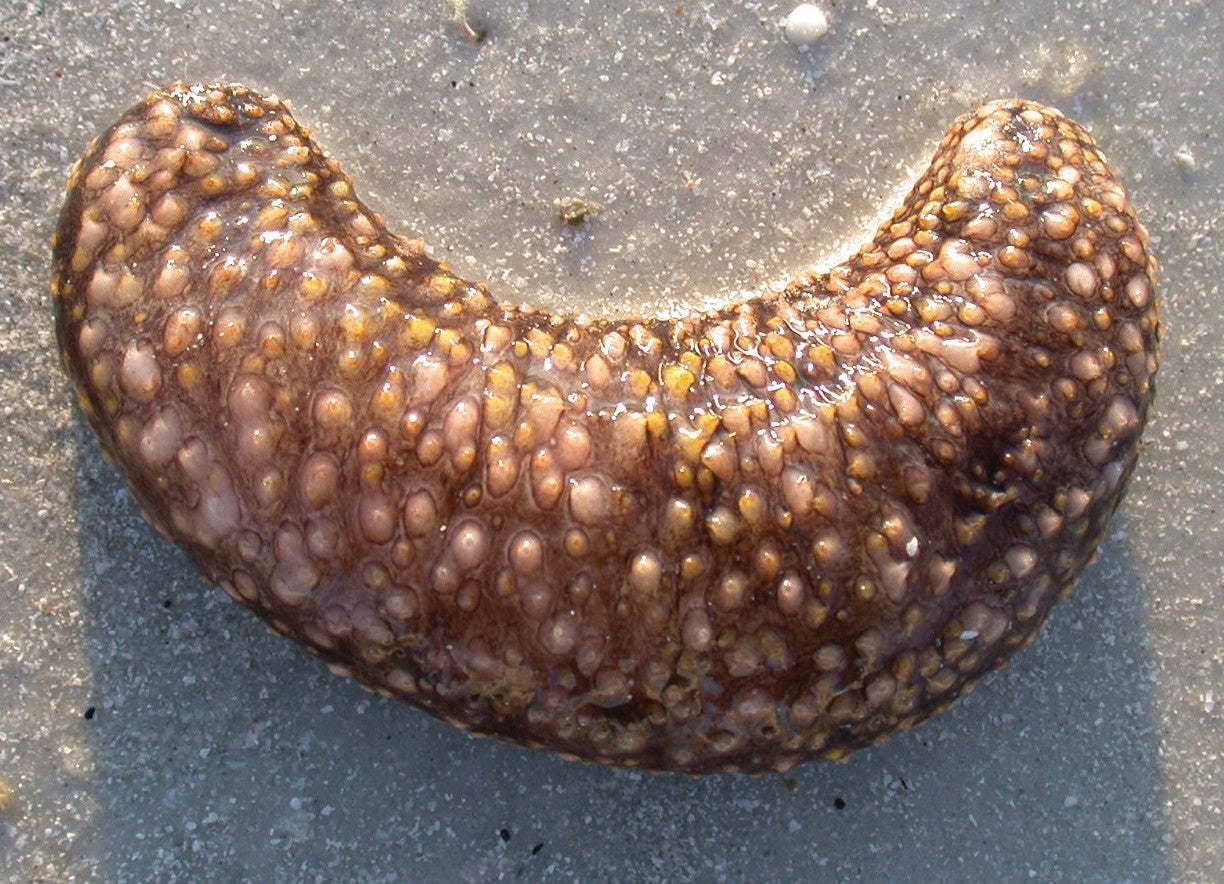 Florida Sea Cucumber (Holothuria floridian)