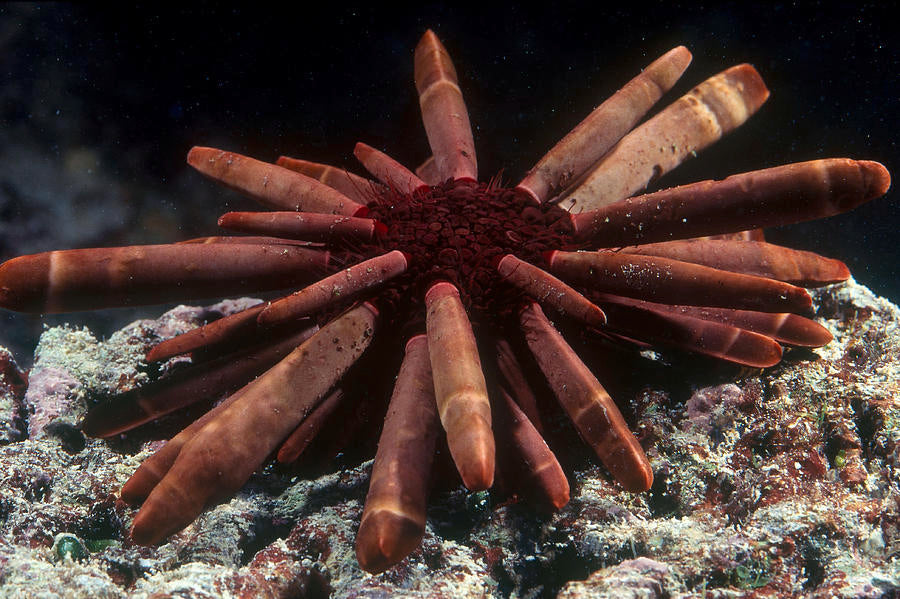 Red Slate Urchin (Heterocentrotus mammilatus)