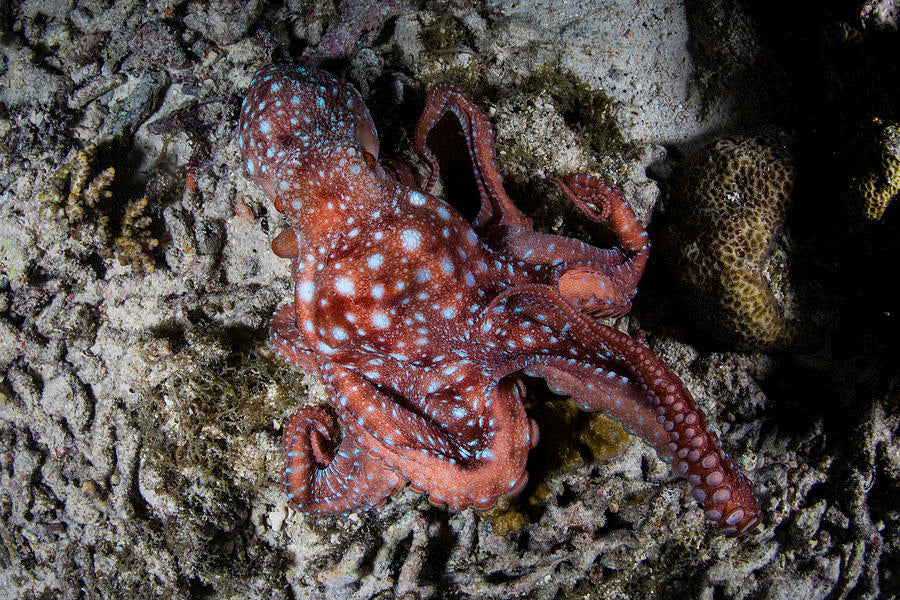 Starry Night Octopus (Callistoctopus luteus)