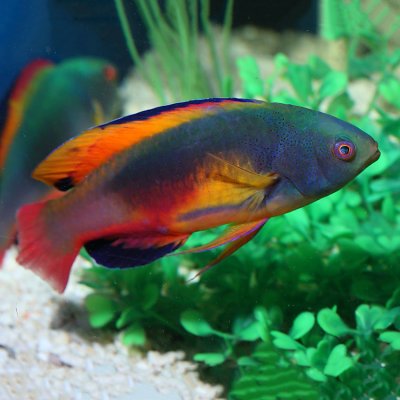 Scott's Fairy Wrasse Male (Cirrhilabrus scottorum)