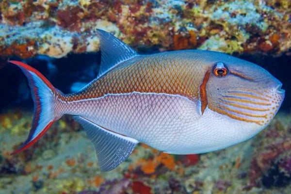 Gold Back Triggerfish (Xanthichthys caeruleolineatus)