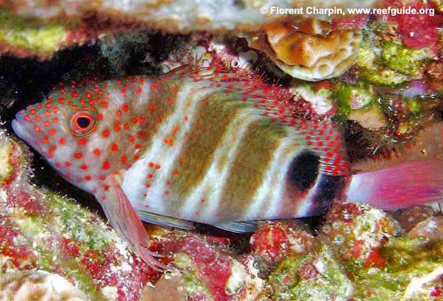 Redspotted Hawkfish (Amblycirrhitus pinos)