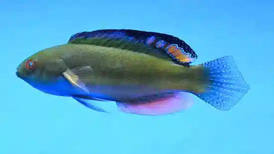Black Fin Fairy Wrasse (Cirrhilabrus melanomarginatus)
