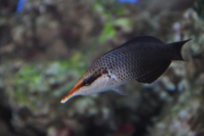 Black Bird Wrasse (Gomphosus varius)