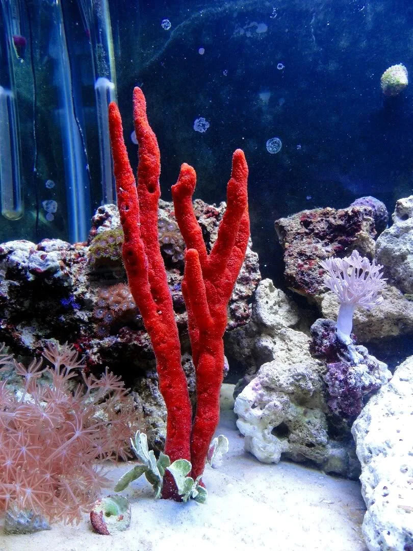 Red Tree Sponge (Ptilocaulis sp.)