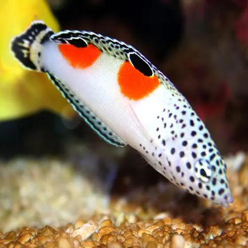 Clown Coris Wrasse (Coris aygula)