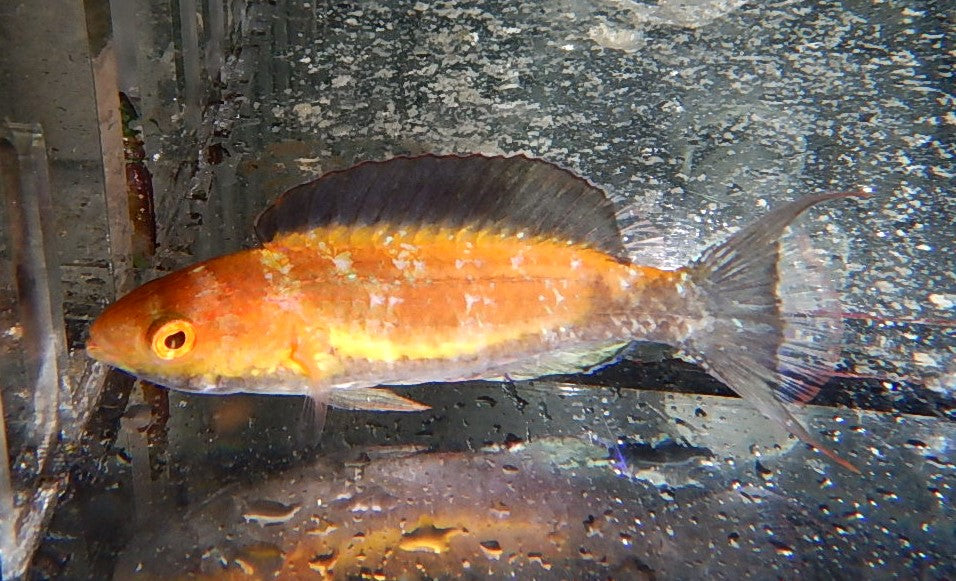 Lunate Fairy Wrasse (Cirrhilabrus lunatus)