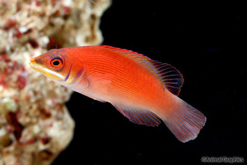 Disappearing Wrasse (Pseudocheilinus evanidus)