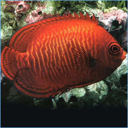 Golden Angel (Centropyge aurantia)