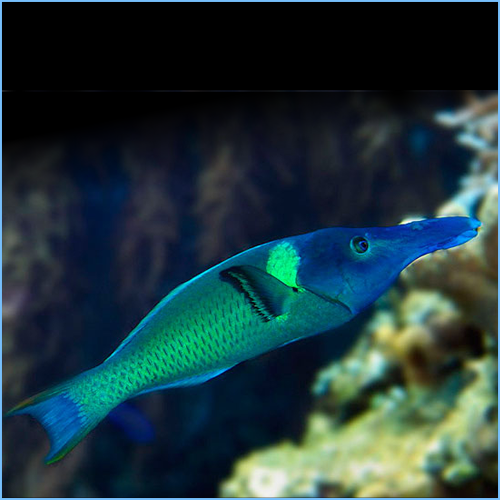 Green Bird Wrasse (Gomphosus varius)