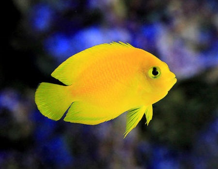 Yellow Angel (Centropyge heraldi)