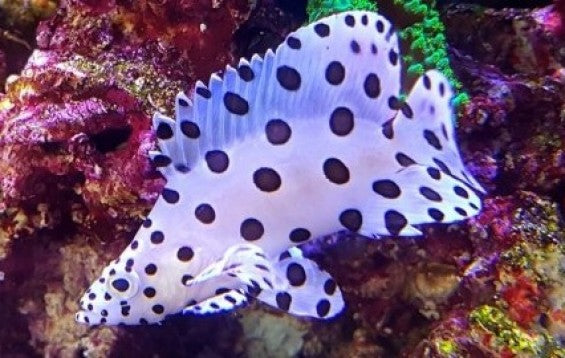 Panther Grouper (Cromileptes altivelis)