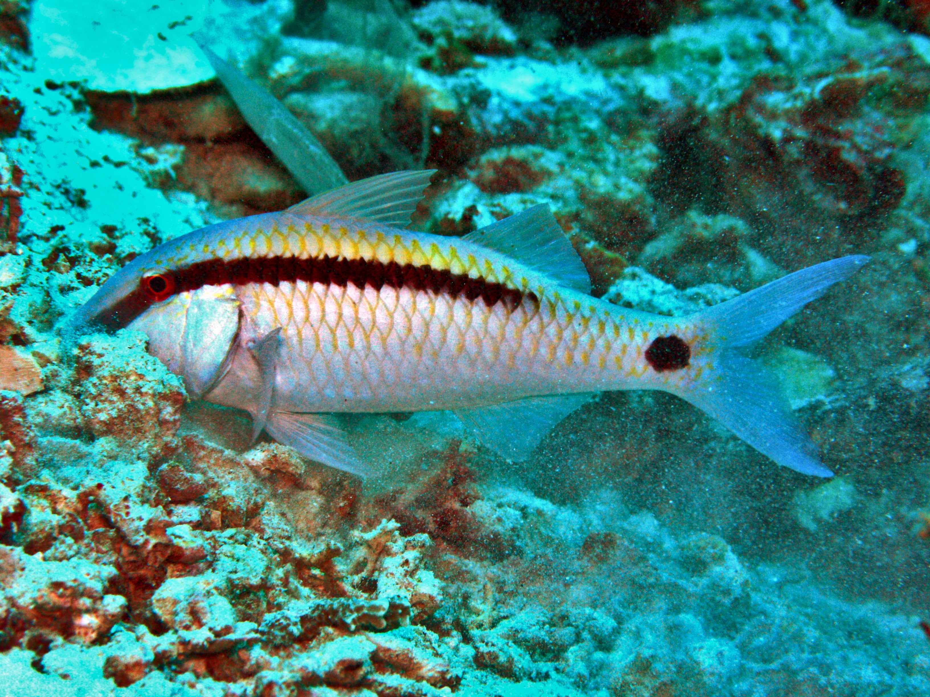 Dot Dash Goatfish (Parupeneus barberinus)