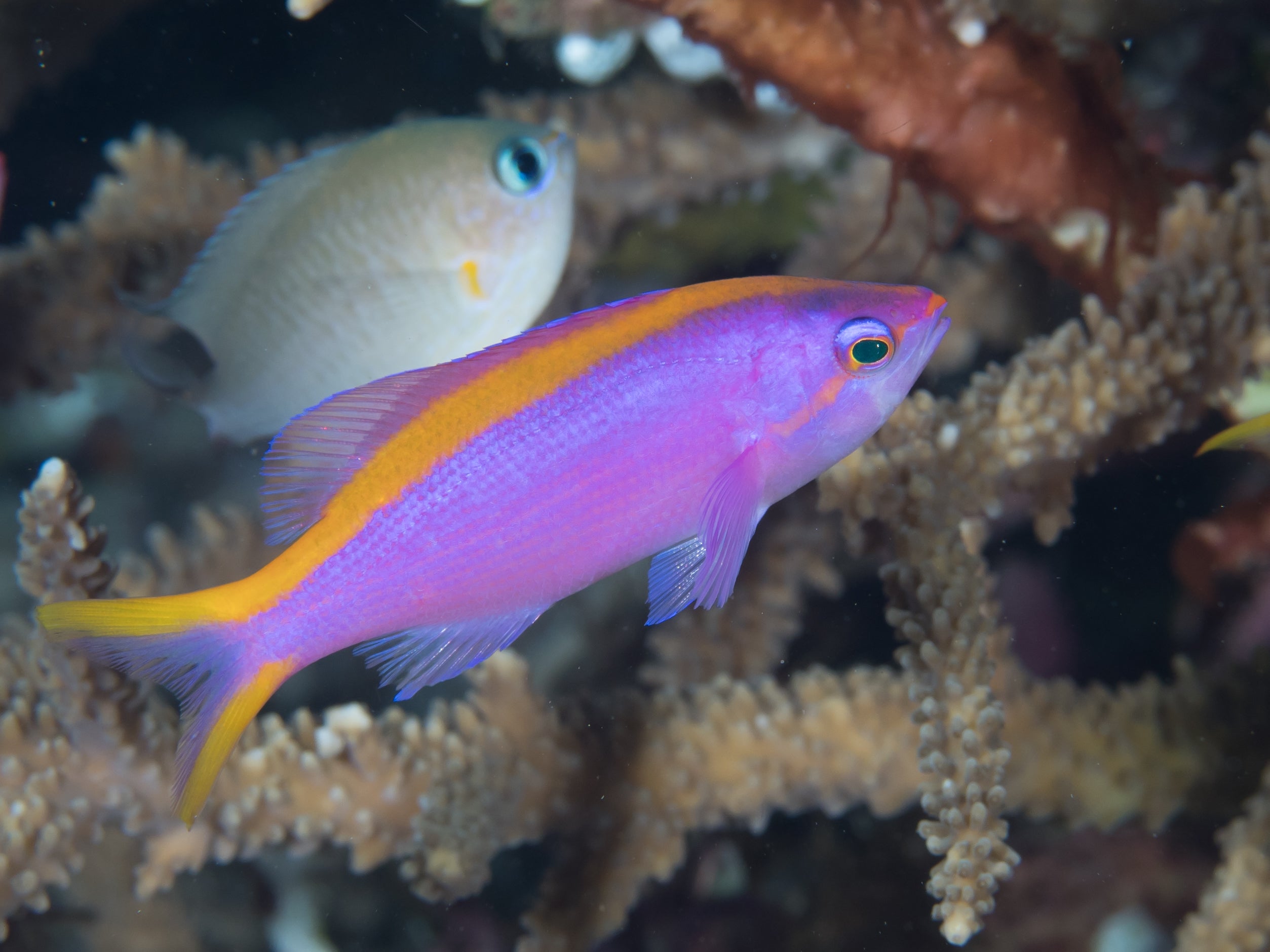 Purple Queen Anthia Female (Pseudanthias tuka)