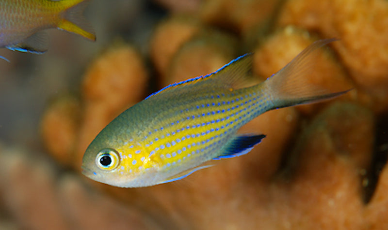 Vanderbilt Chromis (Chromis vanderbuilti)