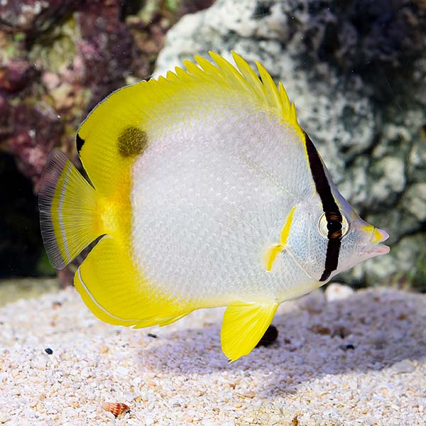 Spotfin Butterfly (Chaetodon ocellatus)