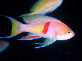 Red Fairy Anthias (Pseudanthias kashiwae)