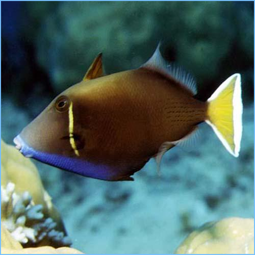 White Tail Triggerfish (Sufflamen Chrysopterus)