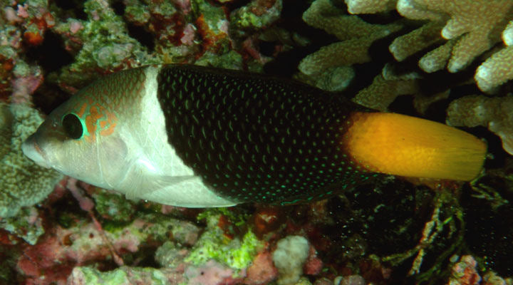 Half & Half Wrasse (Hemigymnus melapterus)