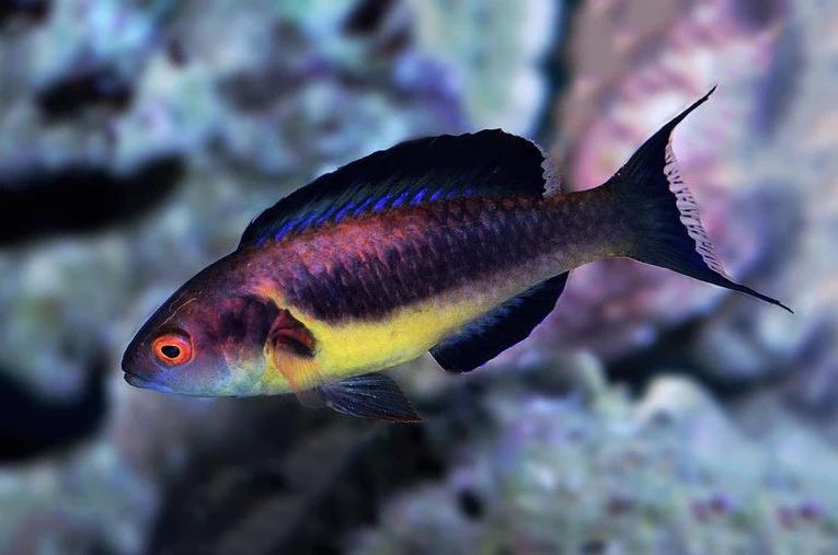 Brunneus Fairy Wrasse (Cirrhilabrus brunneus)