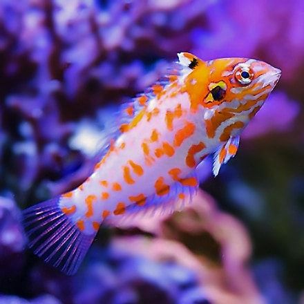 Choati Leopard Wrasse (Macropharyngodon choati)