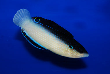 China Pearl Wrasse (Anampses neoguinaicus)