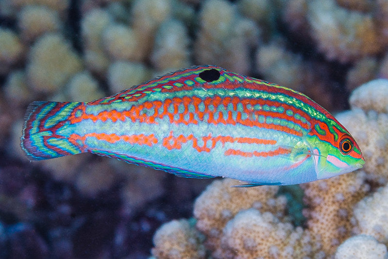 Christmas Wrasse (Halichoeres claudia)