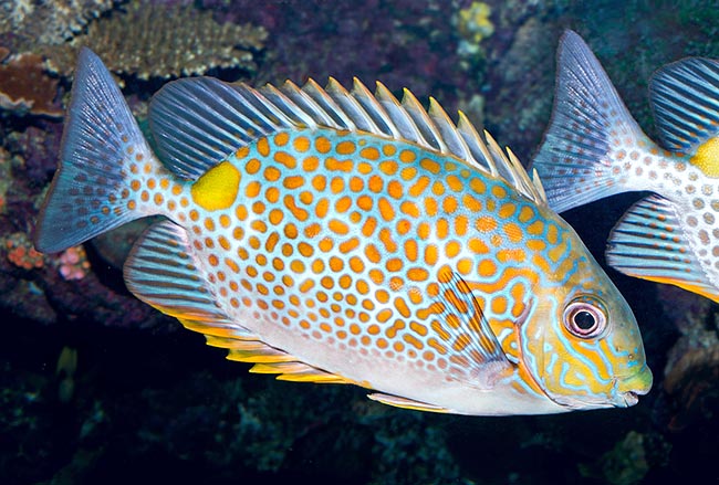 Orange Spotted Rabbitfish (Siganus guttatus)