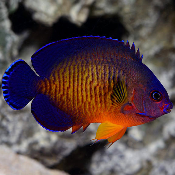 Coral Beauty Angel *Captive Bred* (Centropyge argi)