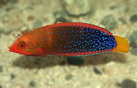 Red Coris Wrasse (Coris gaimard)