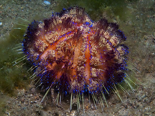 Rainbow Urchin (Asthenosoma varium)