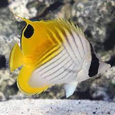 Auriga Butterfly (Chaetodon auriga)