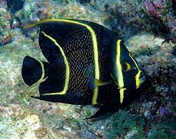 French Angel Juvenile (Pomacanthus paru)
