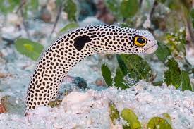 Spotted Garden Eel (Taenioconger hassi)