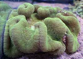 Carpet Anemone (Stichodactyla haddoni)