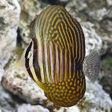 Desjardini Sailfin Tang (Zebrasoma desjardini)