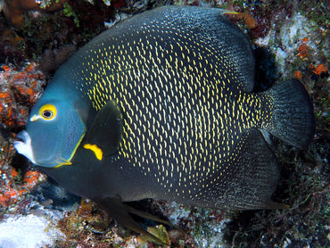 French Angel Adult (Pomacanthus paru)