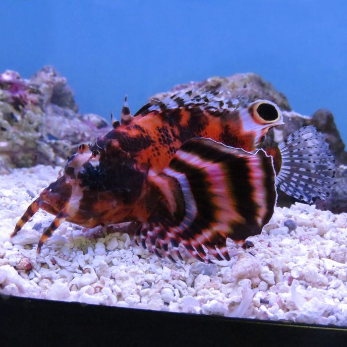 Fu Manchu Lionfish (Dendrochirus biocellatus)