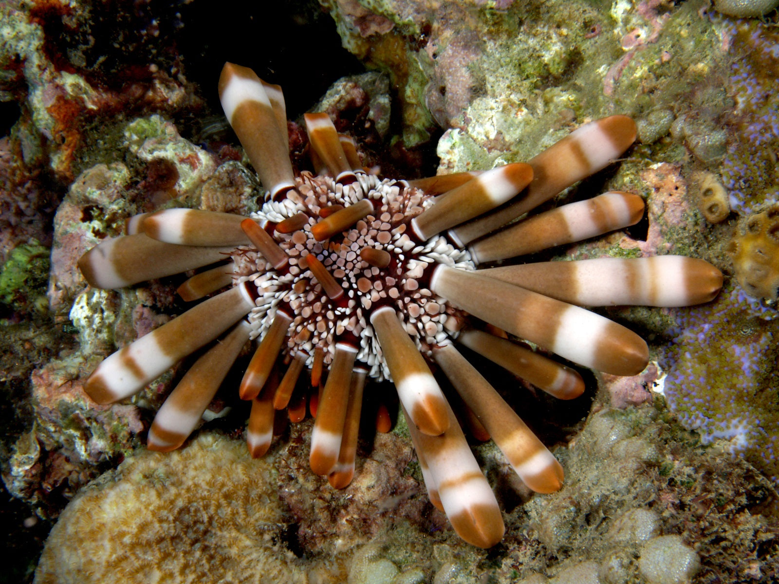 Pencil Urchin (Eucidaris tribuloides)