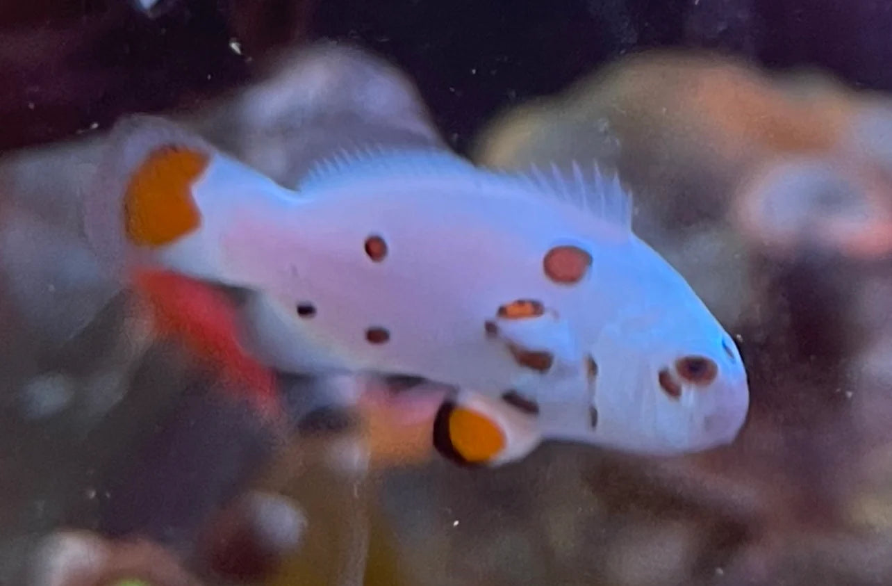 White Storm Clownfish (Amphiprion ocellaris)