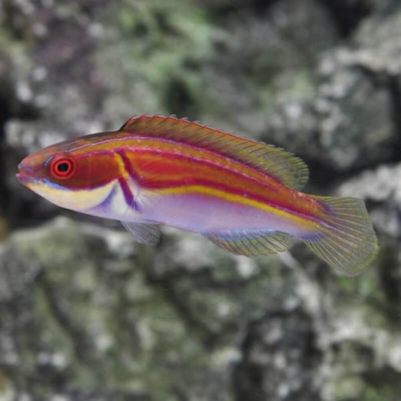 Laboute's Fairy Wrasse (Cirrhilabrus laboutei)
