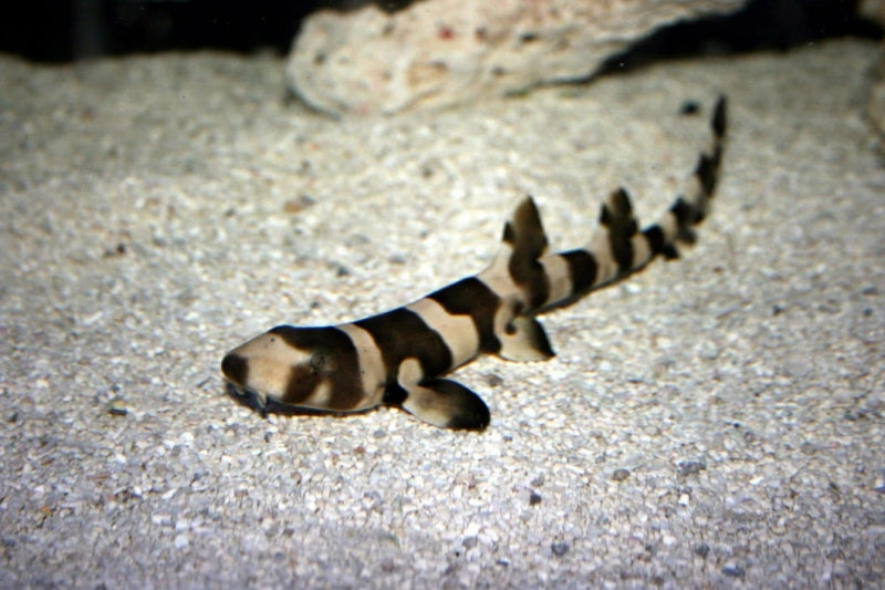 Banded Cat Shark (Chiloscyllium punctatum)