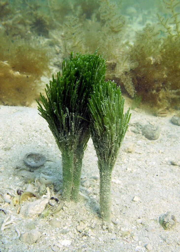 Shaving Brush Macro Algae (Penicillus sp.)