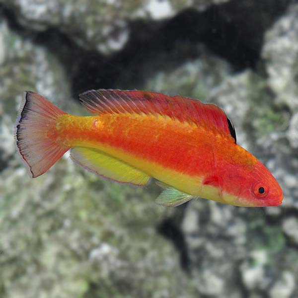 Hooded Fairy Wrasse (Cirrhilabrus bathyphilus)