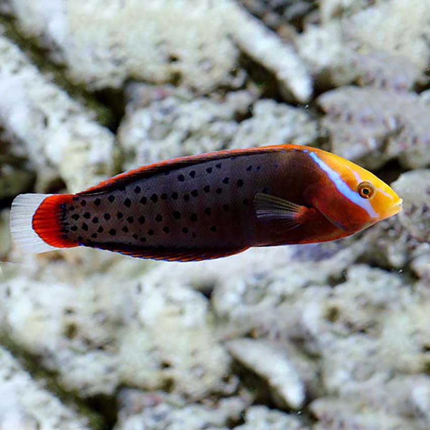Formosa Wrasse Adult (Coris formosa)