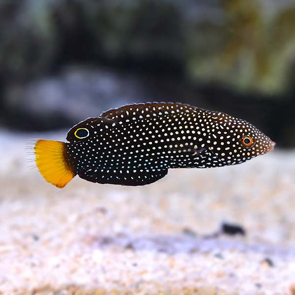 Yellowtail Tamarin Wrasse (Anampses meleagrides)