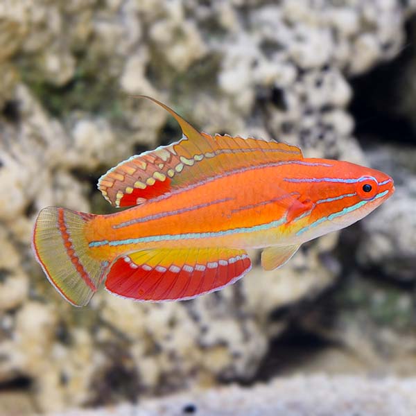McCosker's Flasher Wrasse (Paracheilinus mccoskeri)