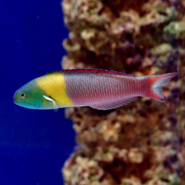 Rainbow Rock / Paddlefin Wrasse (Thalassoma lucasanum)