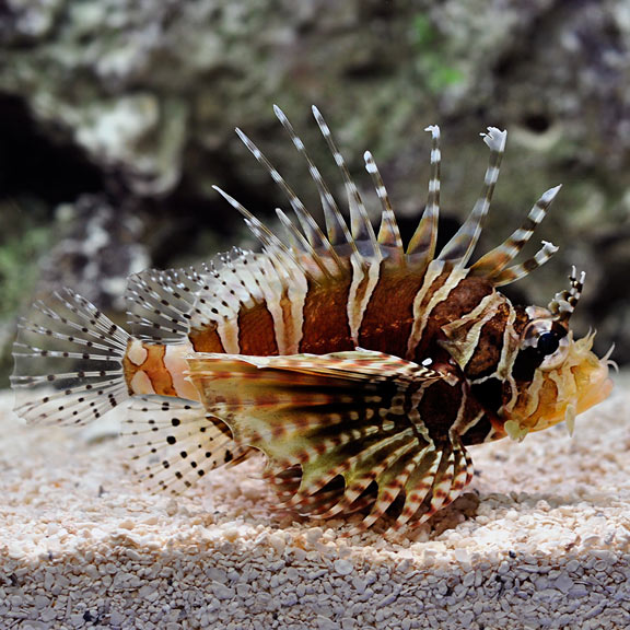 Dwarf Zebra Lionfish (Dendrochirus zebra)